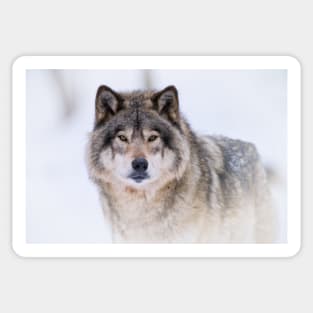 Timber Wolf Sticker